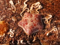 Patiria pectinifera