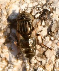 Eristalinus