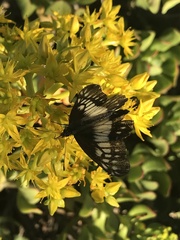 Catasticta nimbice