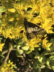 Catasticta nimbice