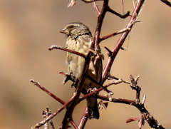 Crithagra atrogularis