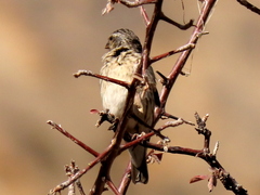 Crithagra atrogularis