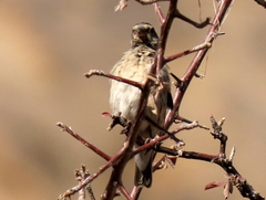 Crithagra atrogularis