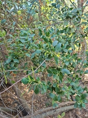 Ceanothus spinosus