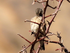 Crithagra atrogularis