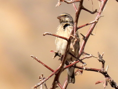 Crithagra atrogularis