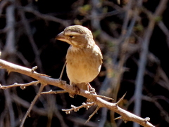 Crithagra albogularis