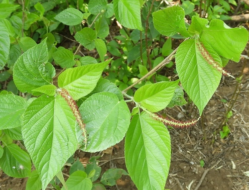 Acalypha cincta (Acalypha cincta)