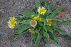 Pentanema britannica