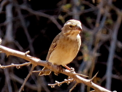 Crithagra albogularis