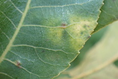 Caryomyia tuberculata