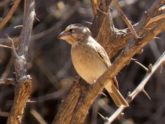 Crithagra albogularis