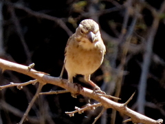 Crithagra albogularis