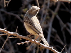 Crithagra albogularis