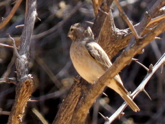 Crithagra albogularis