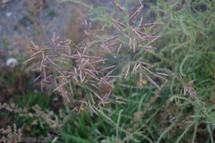 Bromus inermis