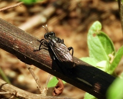Stratiomydas