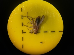 Norellisoma spinimanum