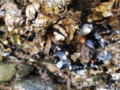 Amphibalanus reticulatus