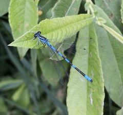 Coenagrion hastulatum