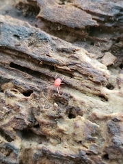 Trombidiformes