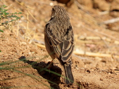 Crithagra albogularis