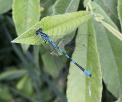 Coenagrion hastulatum