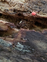 Trombidiformes