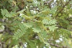 Bursera copallifera