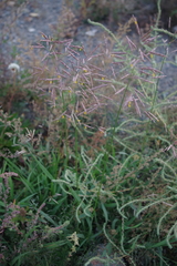 Bromus inermis