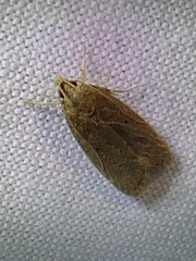 Psilocorsis reflexella