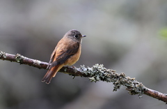 Muscicapa ferruginea