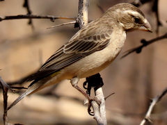 Crithagra albogularis