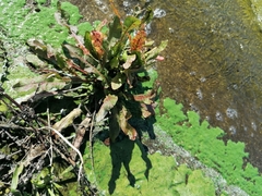 Rumex hydrolapathum