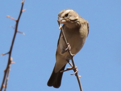 Crithagra albogularis