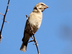 Crithagra albogularis