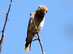 Crithagra albogularis