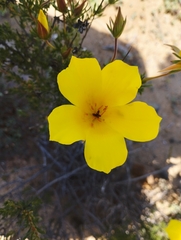 Balbisia peduncularis
