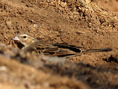 Crithagra albogularis