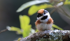 Aegithalos concinnus