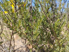 Balbisia peduncularis