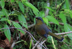 Liocichla steerii