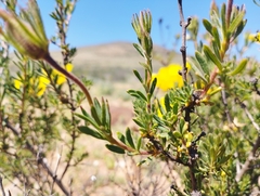 Balbisia peduncularis