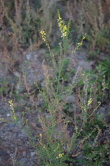 Melilotus officinalis