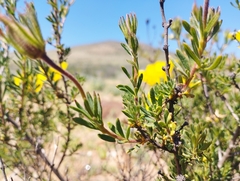 Balbisia peduncularis