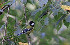 Parus monticolus