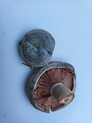 Lactarius paradoxus