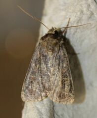 Amphipyra tragopoginis