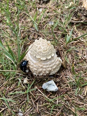 Trypocopris vernalis