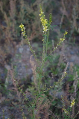 Melilotus officinalis